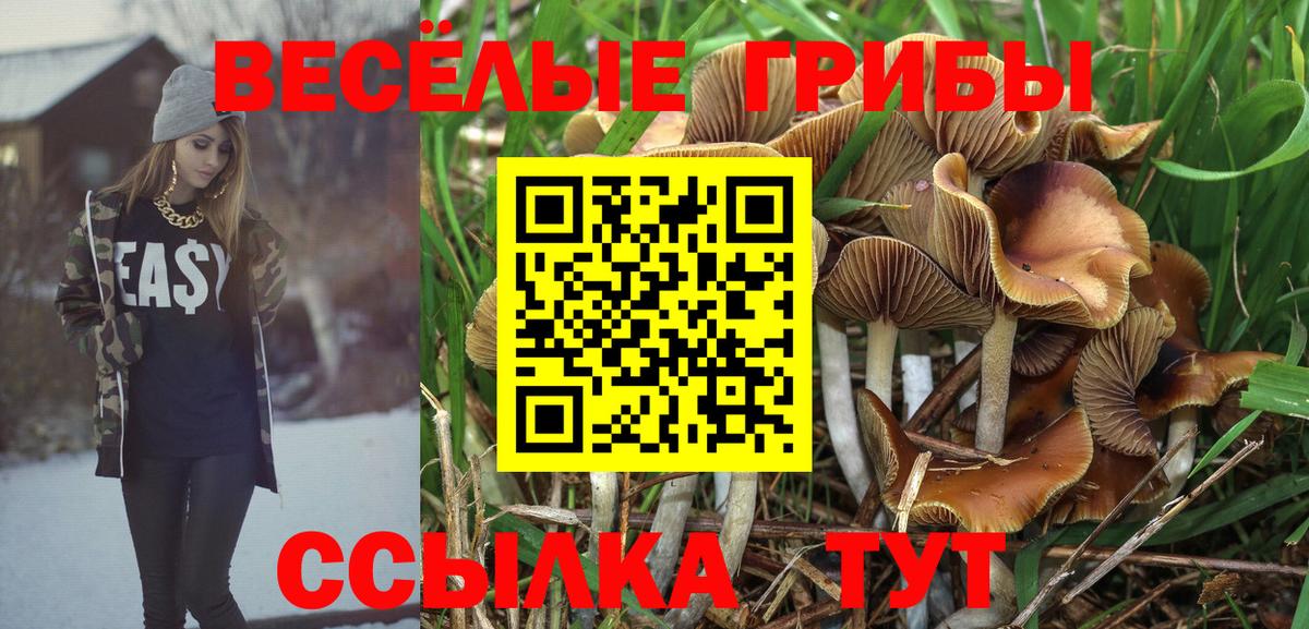 Псилоцибиновые грибы Psilocybe Нерюнгри